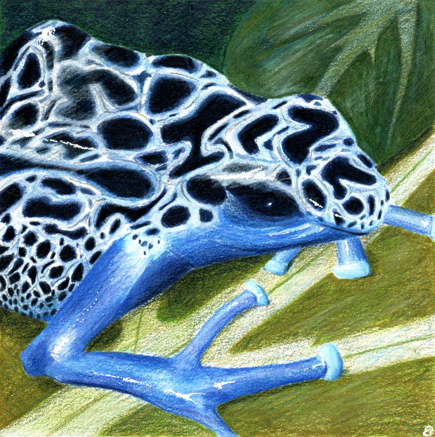 Sunday Sketches – Blue poison dart frog