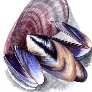 Mussels WIP