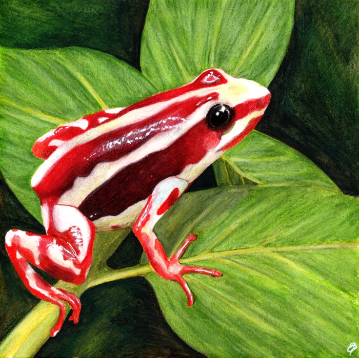 Phantasmal Poison Dart Frog – Sunday Sketches