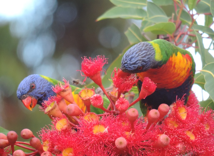 Rainbow lorikeets